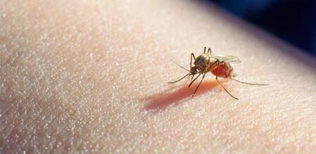 Un Nuevo Objetivo para el Tratamiento y la Prevención de la Malaria