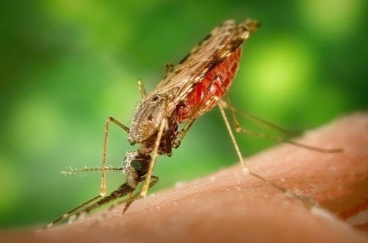 TRATAMIENTOY LA PREVENCION DE LA MALARIA
